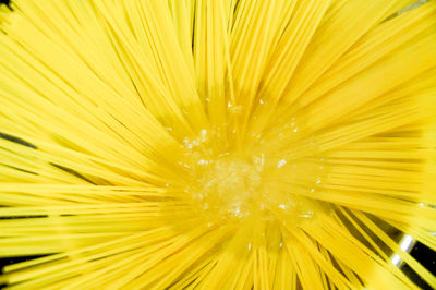 Full frame shot of yellow flower