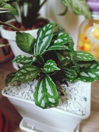 Close-up of potted plant on table