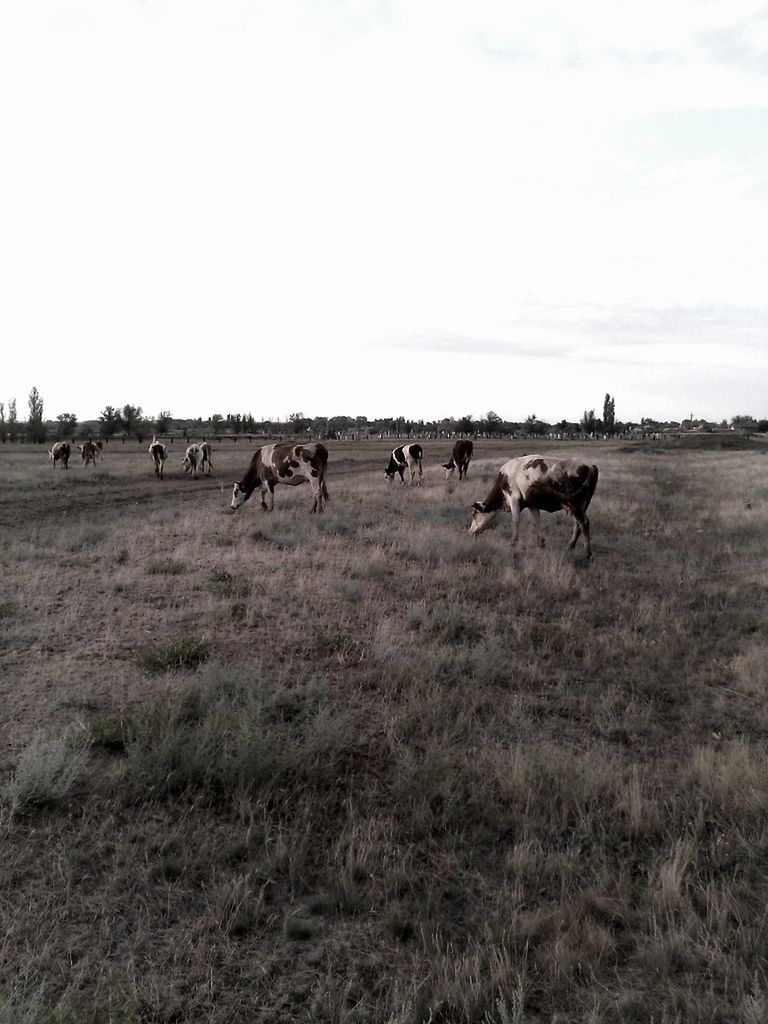 animal themes, field, livestock, domestic animals, grass, landscape, grazing, medium group of animals, mammal, grassy, nature, clear sky, herd, sky, tranquility, rural scene, copy space, horse, tranquil scene