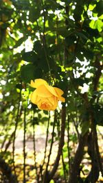 Close-up of yellow flowering plant