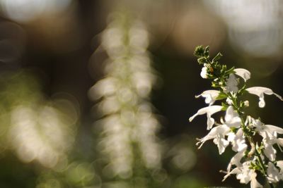 Close-up of white flowers