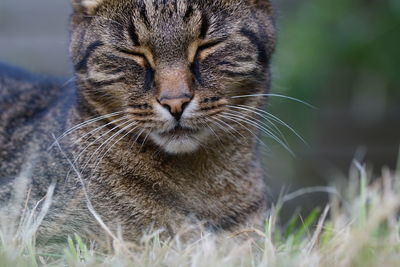 Close-up of a cat looking away