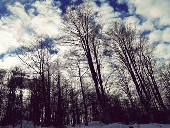 Low angle view of trees against sky