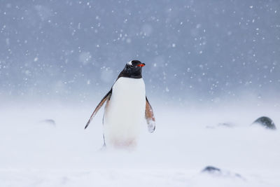 Full length of bird on snow against sky