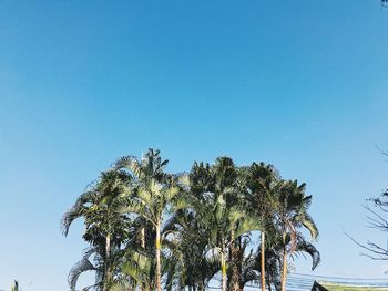 Low angle view of coconut palm tree against clear blue sky