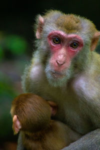 Portrait of a monkey