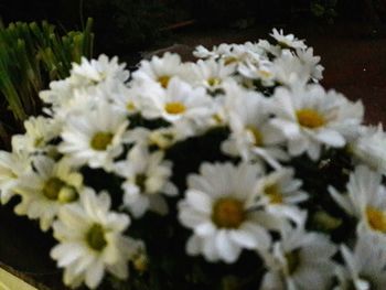 Close-up of flowers blooming outdoors