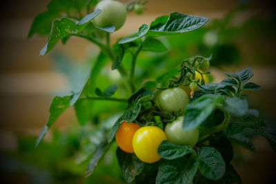 Coctail tomatos growing in pot on balcony