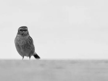 Close-up of bird