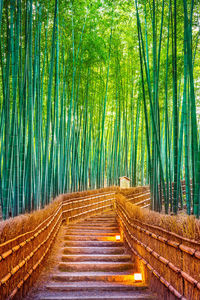 Bamboo trees in forest