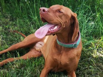 Dog looking away on field