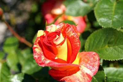 Close-up of red rose blooming outdoors