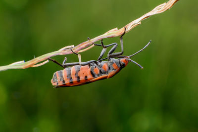 Close-up of insect on plant