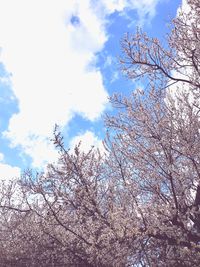 Low angle view of blooming tree against cloudy sky