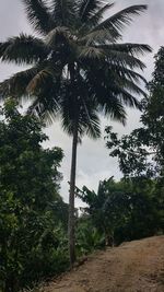 Low angle view of palm trees against sky