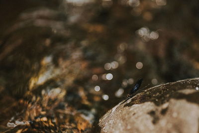 Close-up of water drops on rock