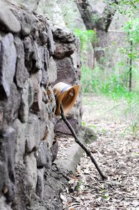 View of a tree trunk in forest