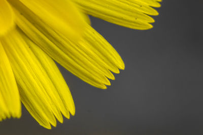 Close-up of yellow flower against black background