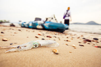 Close-up of crab on beach