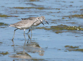 Side view of a bird on beach