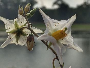 Close-up of white flowers