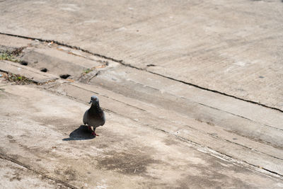 High angle view of pigeon perching on wood