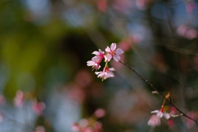 Close-up of fresh flower tree