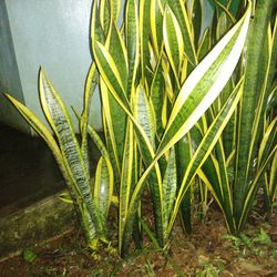 Close-up of plants