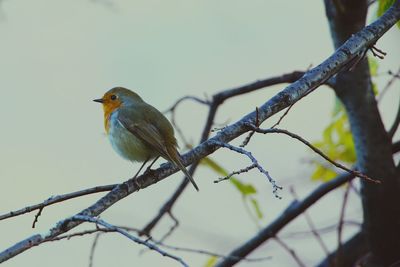 Low angle view of bird perching on branch