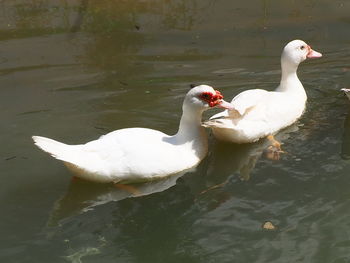 Swans swimming in lake