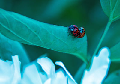 Close-up of ladybug on leaf