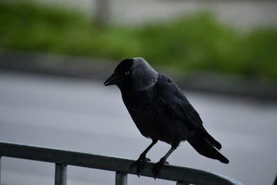 Close-up of bird perching on railing