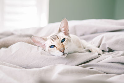 Blue-eyed oriental breed cat lying resting on bed at home. fluffy hairy domestic pet 