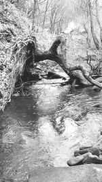 River flowing through forest