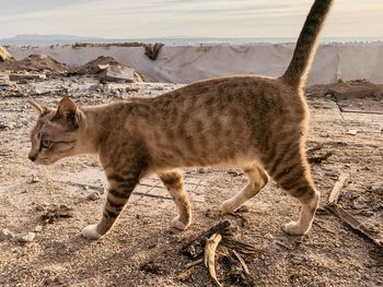 Full length of a cat on field