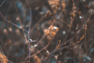 Close-up of dry plant