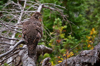 View of a bird on branch