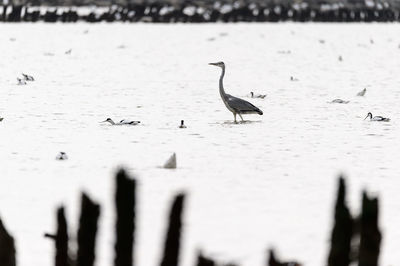 Birds perching on lake