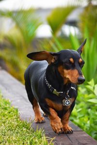 Close-up of dog on grass