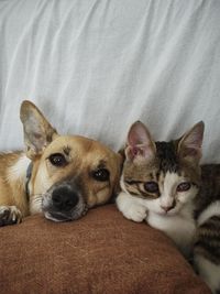 pet