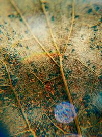 Close-up of leaves