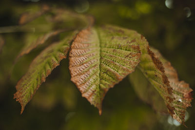 Close-up of autumnal leaves against blurred background