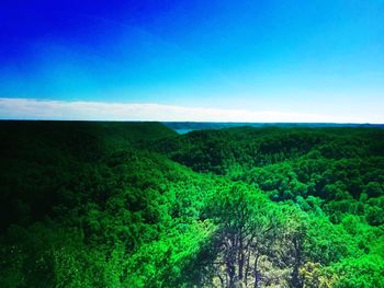 Scenic view of forest against blue sky