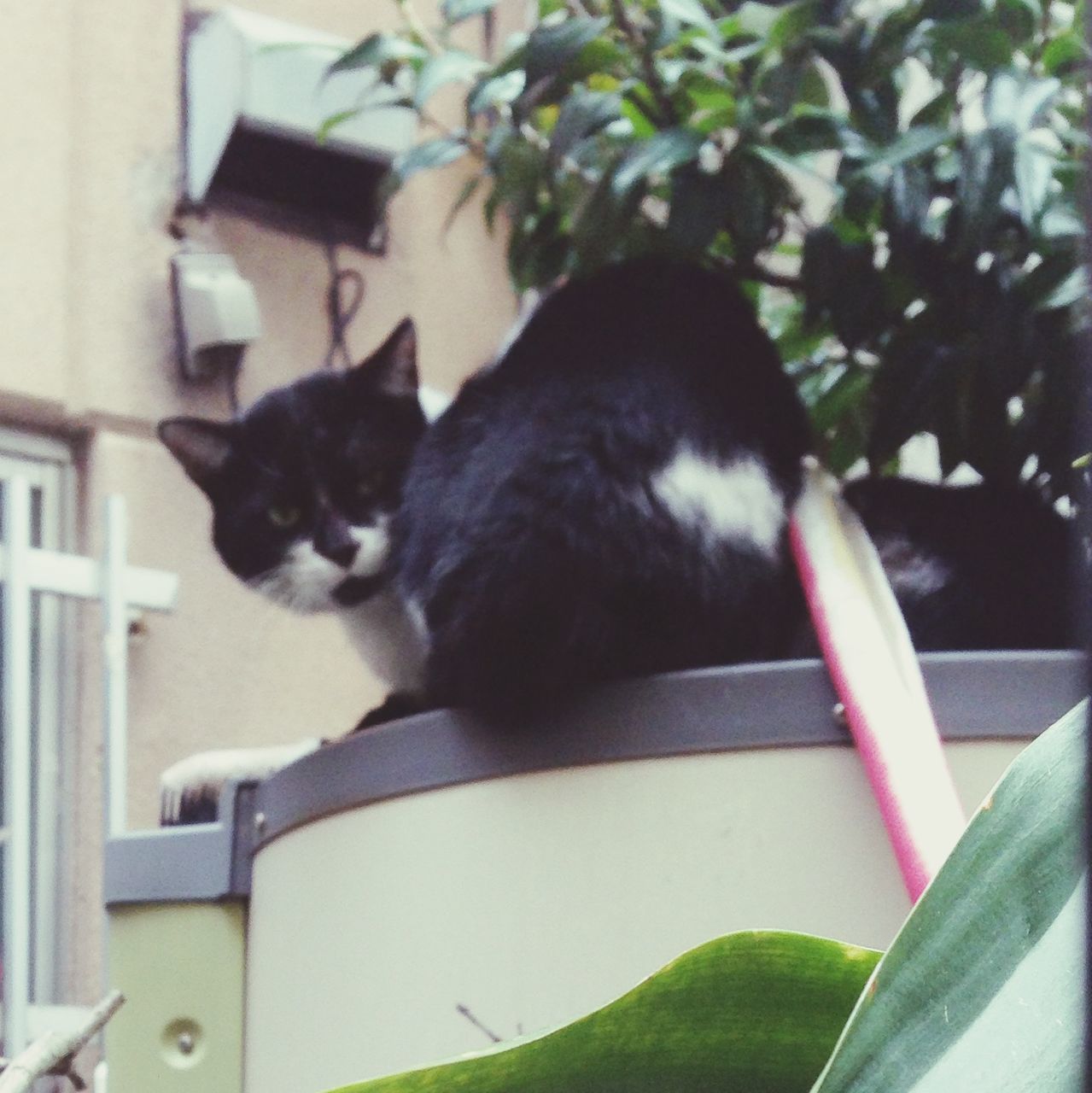 one animal, animal themes, pets, domestic cat, domestic animals, mammal, cat, black color, feline, sitting, close-up, low angle view, whisker, focus on foreground, no people, indoors, day, potted plant, leaf, plant