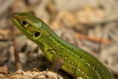 Close-up of green lizard
