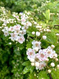 Close-up of white flowering plants