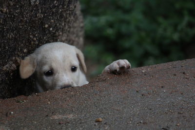 Close-up portrait of a dog