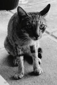 Close-up portrait of cat