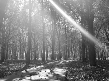 Sun shining through trees in forest