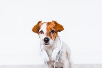 Portrait of a dog over white background